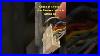 Check_This_Furnace_Diy_If_Your_Blower_Motor_Is_Not_Working_01_jy